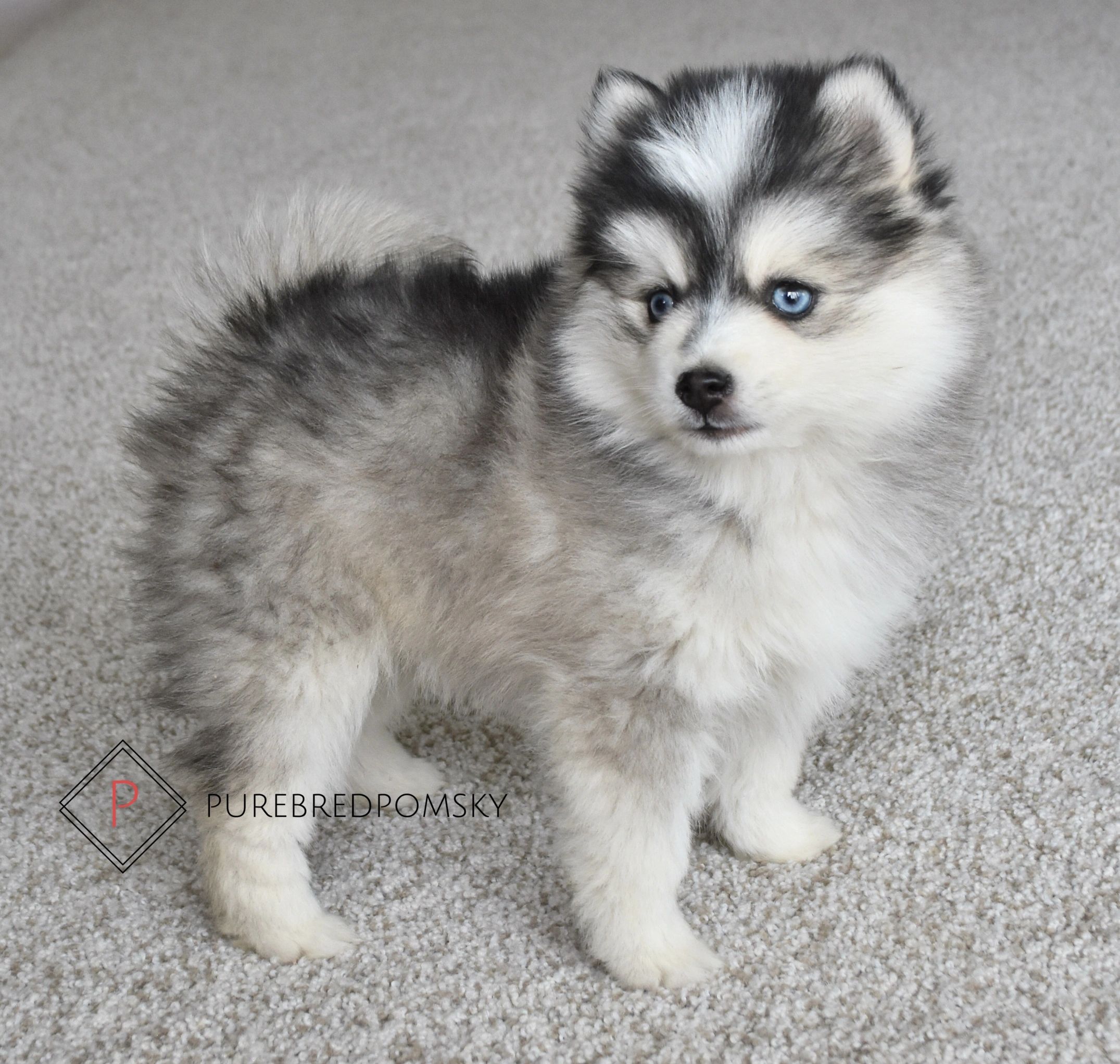 Mini deals pomsky puppies